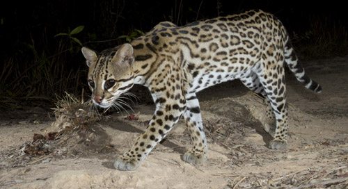 ocelot